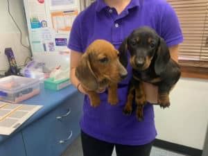 A Woman in a Purple Shirt is Holding Three Dachshund Puppies — Pet Medical Centre in Dubbo, NSW