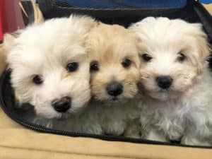 Three Small White Puppies Are Sitting Next to Each Other in a Cage — Pet Medical Centre in Dubbo, NSW