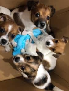 A Group of Puppies Are Sitting in a Cardboard Box — Pet Medical Centre in Dubbo, NSW
