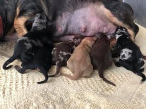 A Dog is Laying on the Floor Nursing Her Puppies — Pet Medical Centre in Dubbo, NSW
