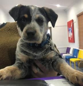 A Person is Holding a Puppy in Their Arms in a Waiting Room — Pet Medical Centre in Dubbo, NSW