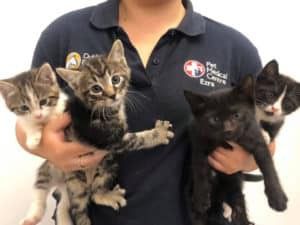 A Woman is Holding Four Kittens in Her Arms — Pet Medical Centre in Dubbo, NSW