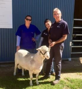A Man and Two Women Are Standing Next to a Sheep — Pet Medical Centre in Dubbo, NSW