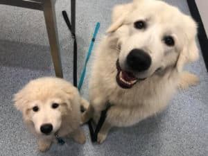 A Dog and a Puppy Are Sitting Next to Each Other on a Leash — Pet Medical Centre in Dubbo, NSW
