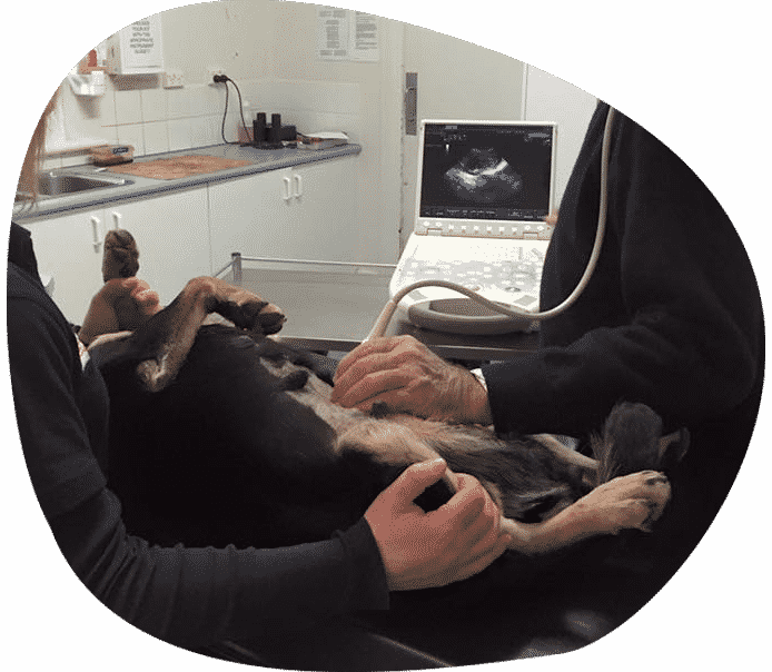A Dog is Being Examined by a Veterinarian — Pet Medical Centre in Dubbo, NSW