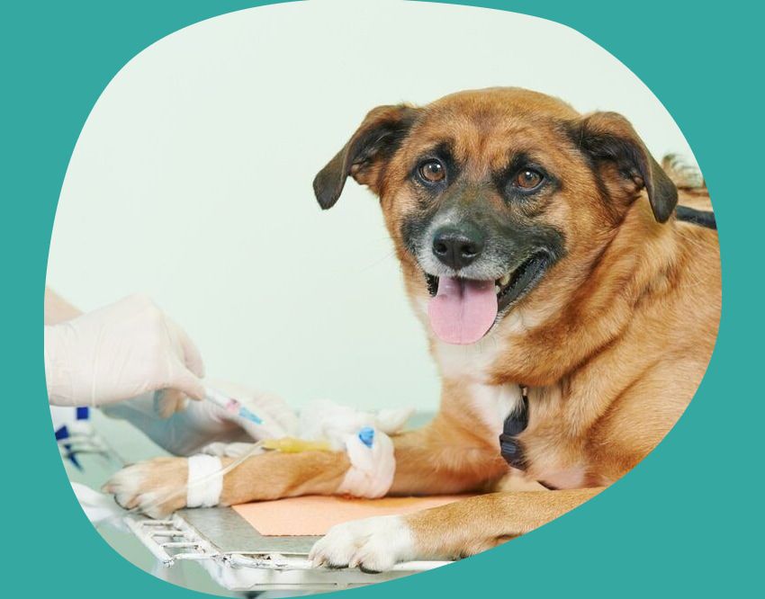 A Brown Dog is Laying on a Table at a Veterinary Clinic — Pet Medical Centre in Dubbo, NSW