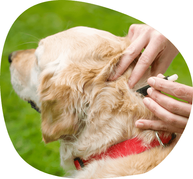 A Dog With a Red Collar is Being Examined by a Person — Pet Medical Centre in Dubbo, NSW