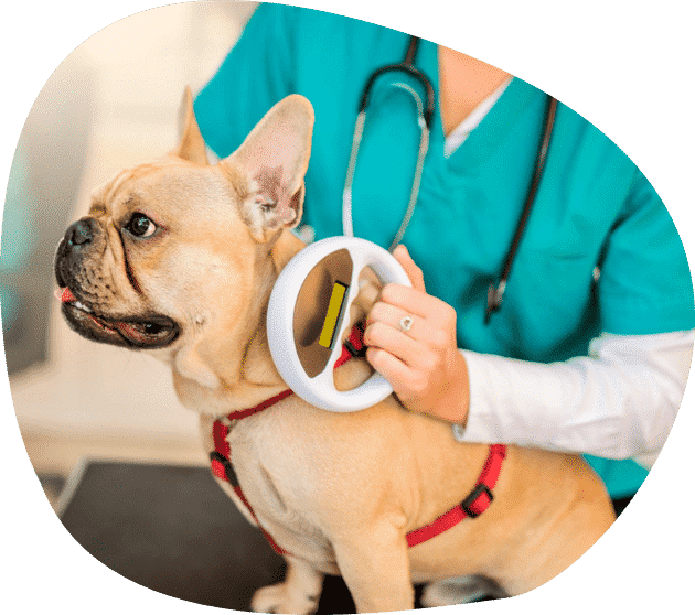 A Dog is Being Examined by a Veterinarian — Pet Medical Centre in Dubbo, NSW