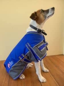 A Dog Wearing a Blue Coat is Sitting on a Wooden Floor — Pet Medical Centre in Dubbo, NSW