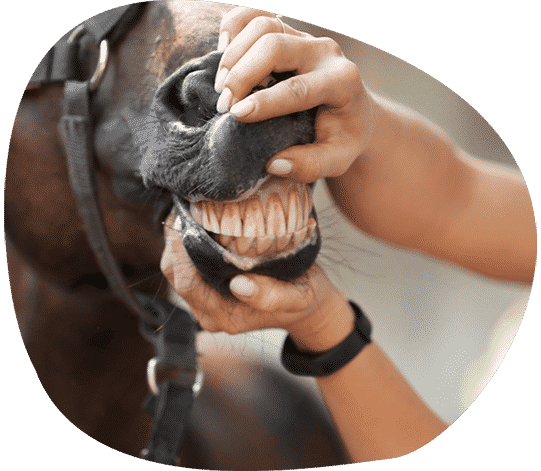 A Person is Examining the Teeth of a Horse — Pet Medical Centre in Dubbo, NSW