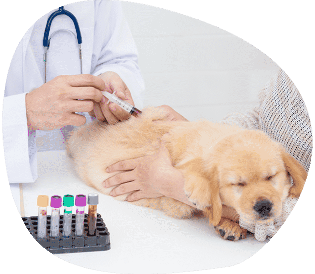 A Doctor is Giving a Dog an Injection — Pet Medical Centre in Dubbo, NSW