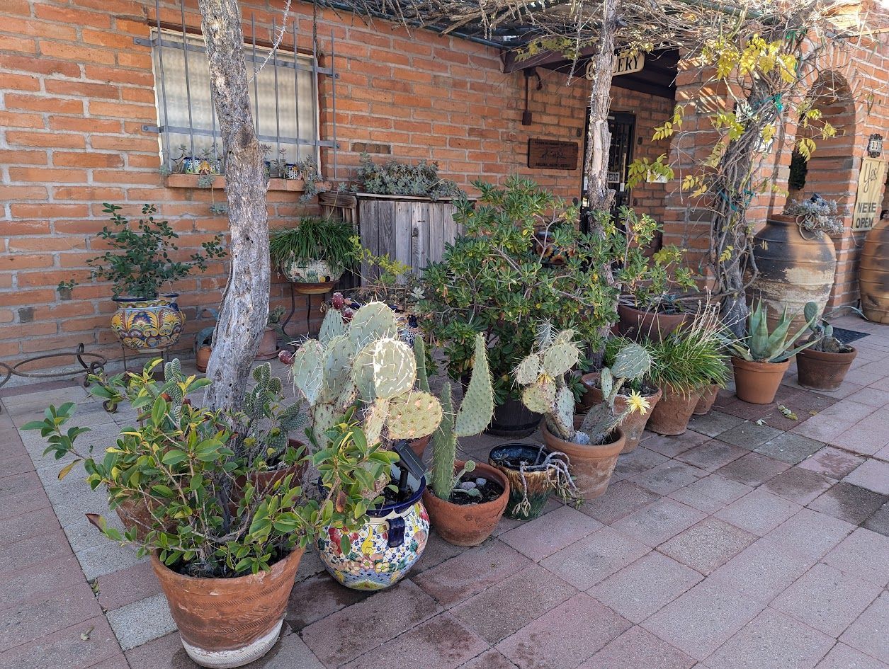 potted cactuses