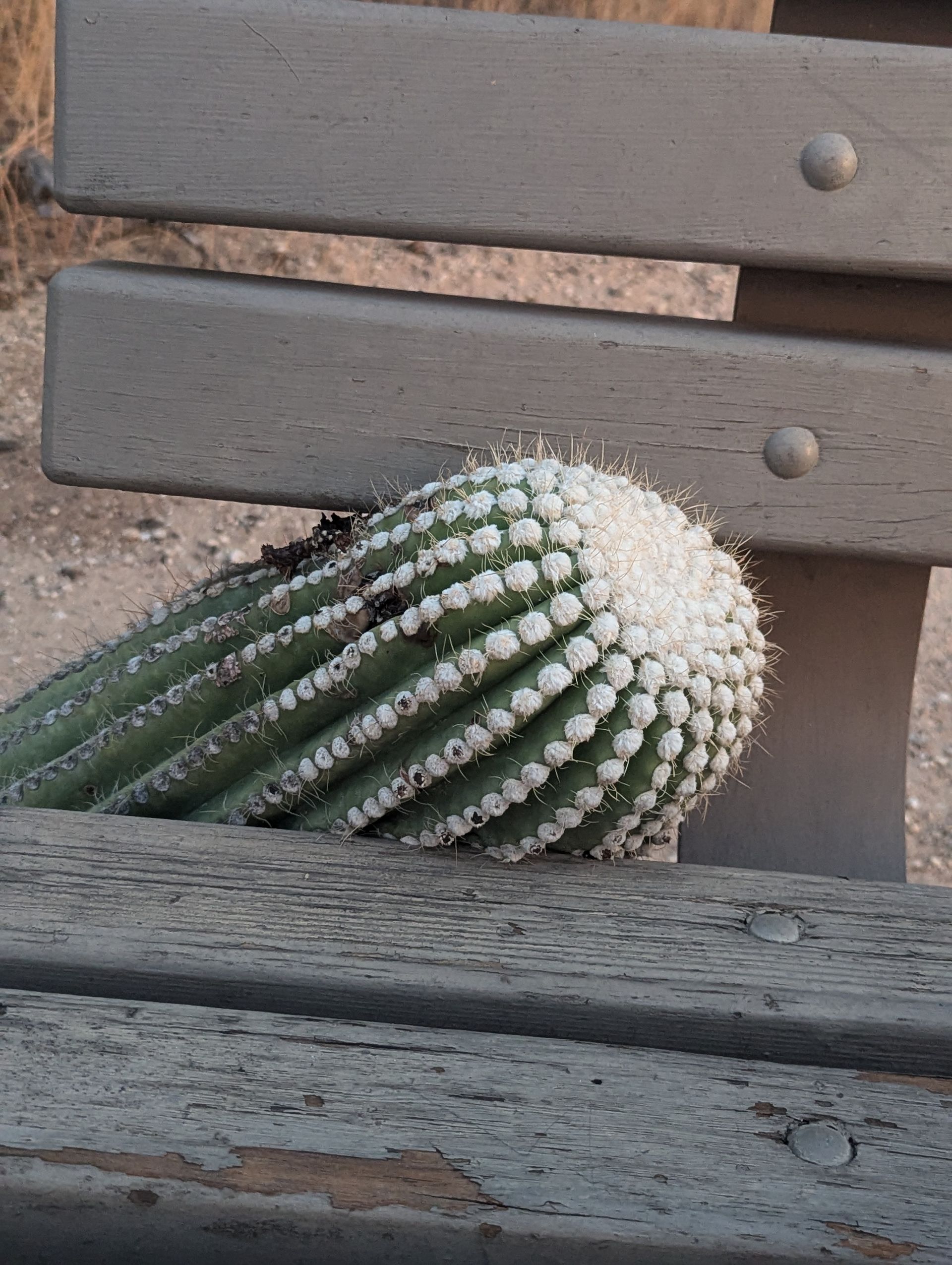 sabino canyon cactus in bench
