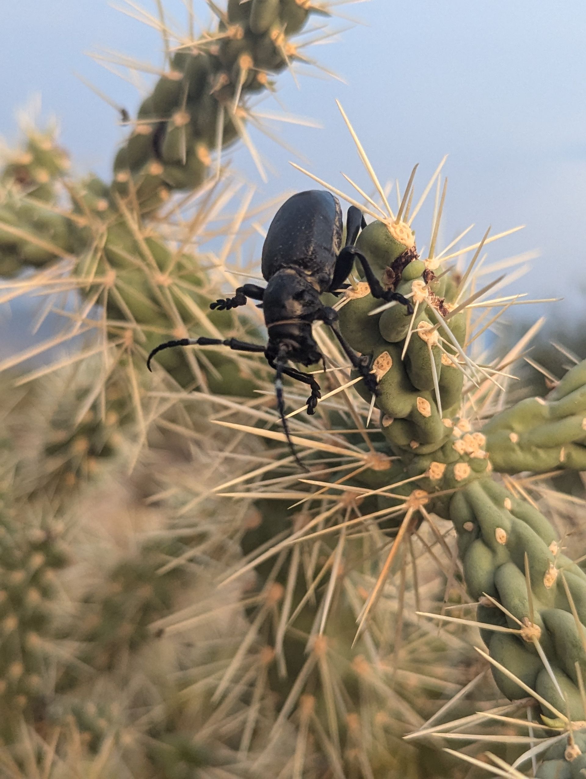 bug on cactus in sabino canyon tucson