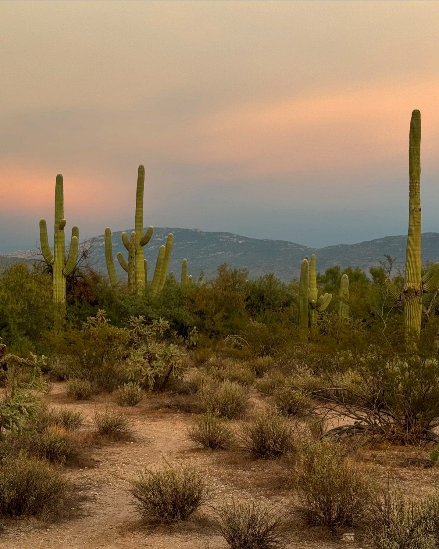 sabino canyon tucson