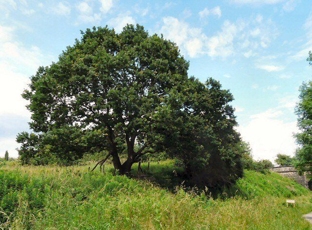 Large, leafy tree on a grassy hill under a partly cloudy sky.