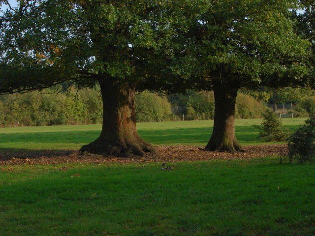 Two large oak trees in a grassy field, with green foliage and a forest background.