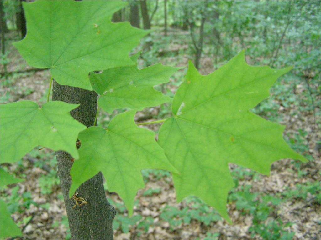 Green maple leaves growing from a brown tree trunk, forest background.