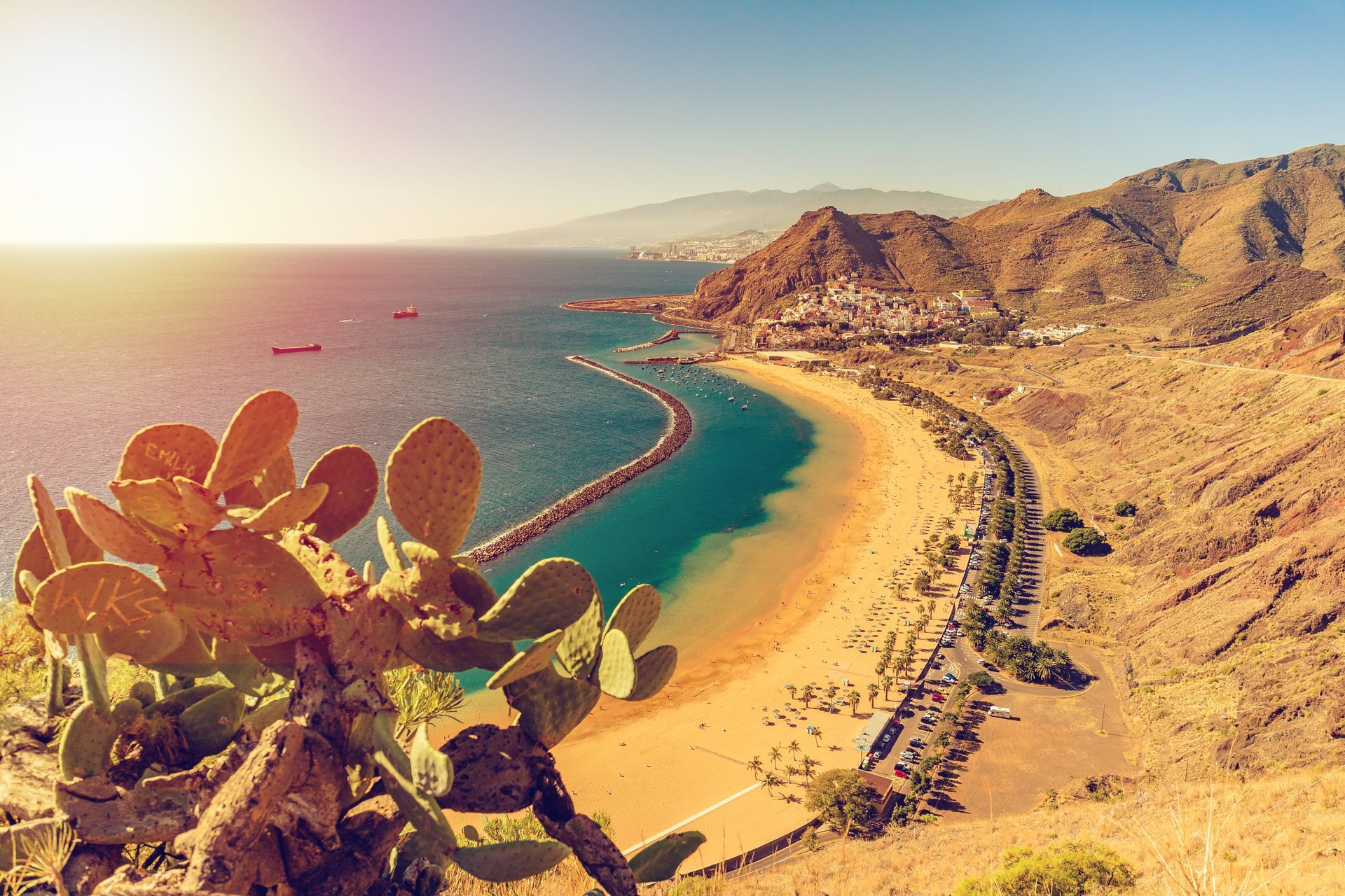 An aerial view of a beach with a cactus in the foreground.