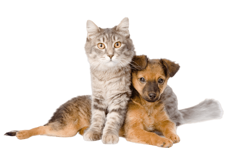 A cat and a puppy are sitting next to each other