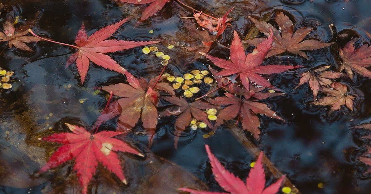 Red maple leaves float on a dark, reflective pool of water, interspersed with small yellow seeds.