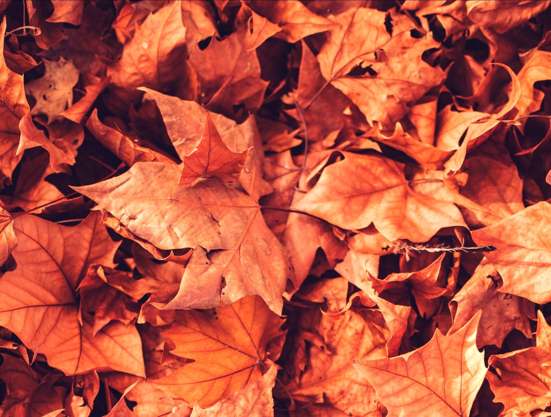 A dense collection of fallen autumn leaves in shades of orange, amber, and brown, overlapping to fill the frame.