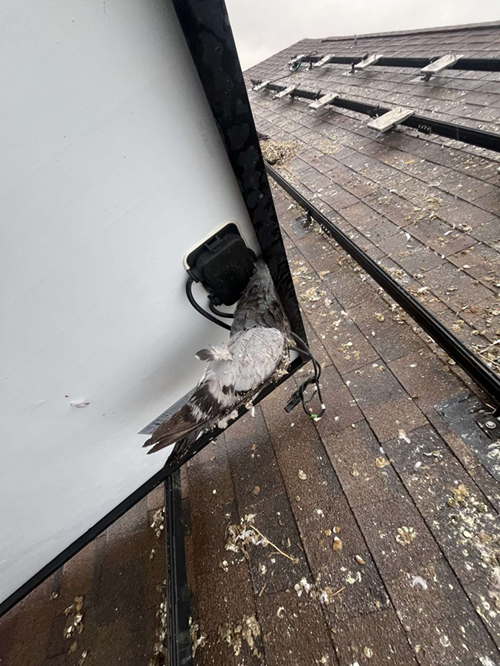 Pigeon perched on a roof covered in droppings next to a white wall and a black electrical box.