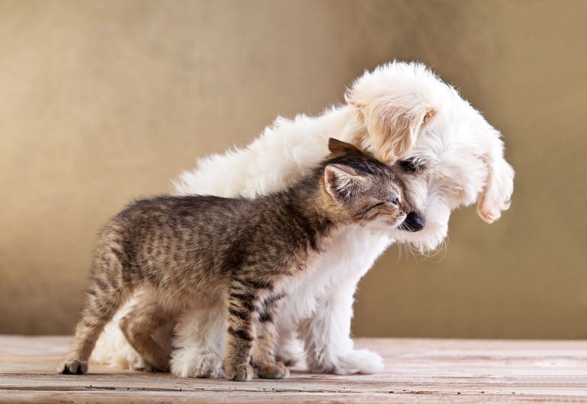 Un barboncino bianco che strofina il muso contro un piccolo cucciolo marrone su un pavimento di legno, su uno sfondo beige.