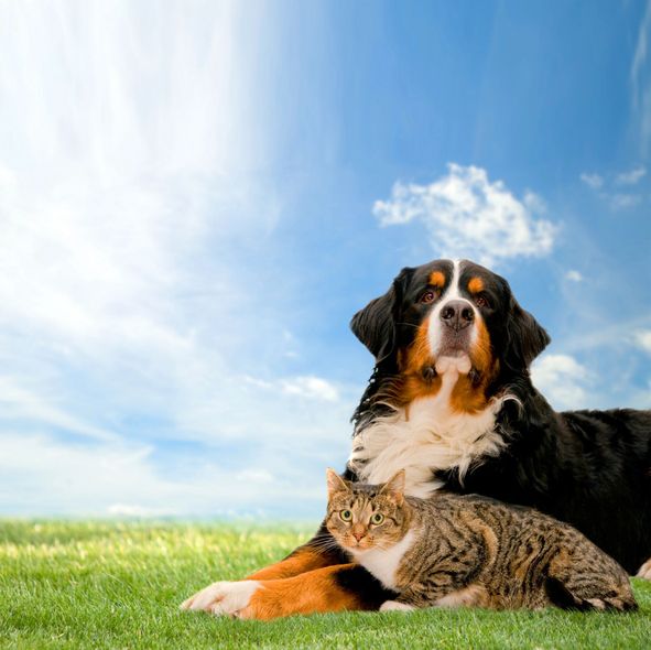 Cane e gatto tigrato sdraiati insieme sull'erba sotto un cielo azzurro brillante