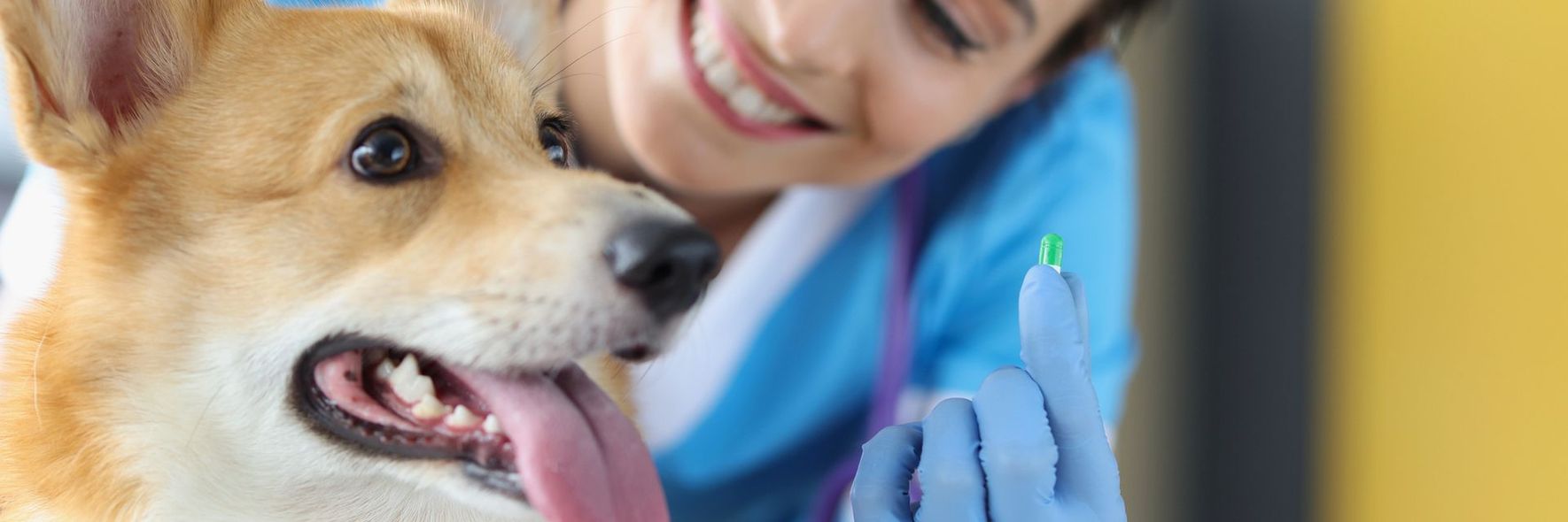 Un cane viene visitato da un veterinario con i guanti blu, e respira affannosamente.