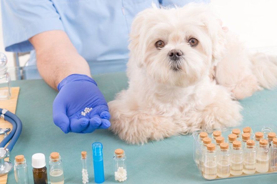 preparazioni galeniche per animali