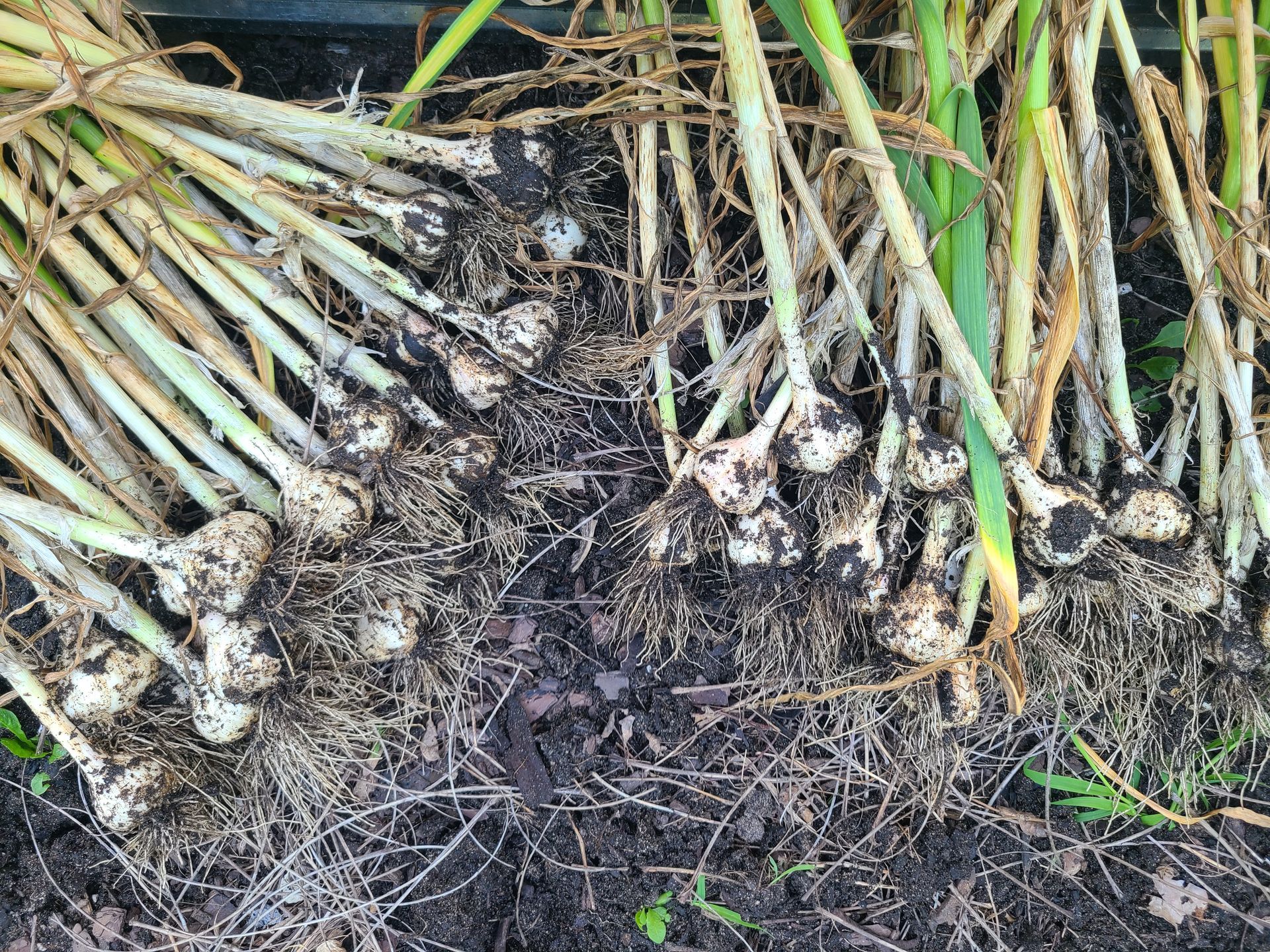 Organic garlic bulbs just pulled from our backyard garden.