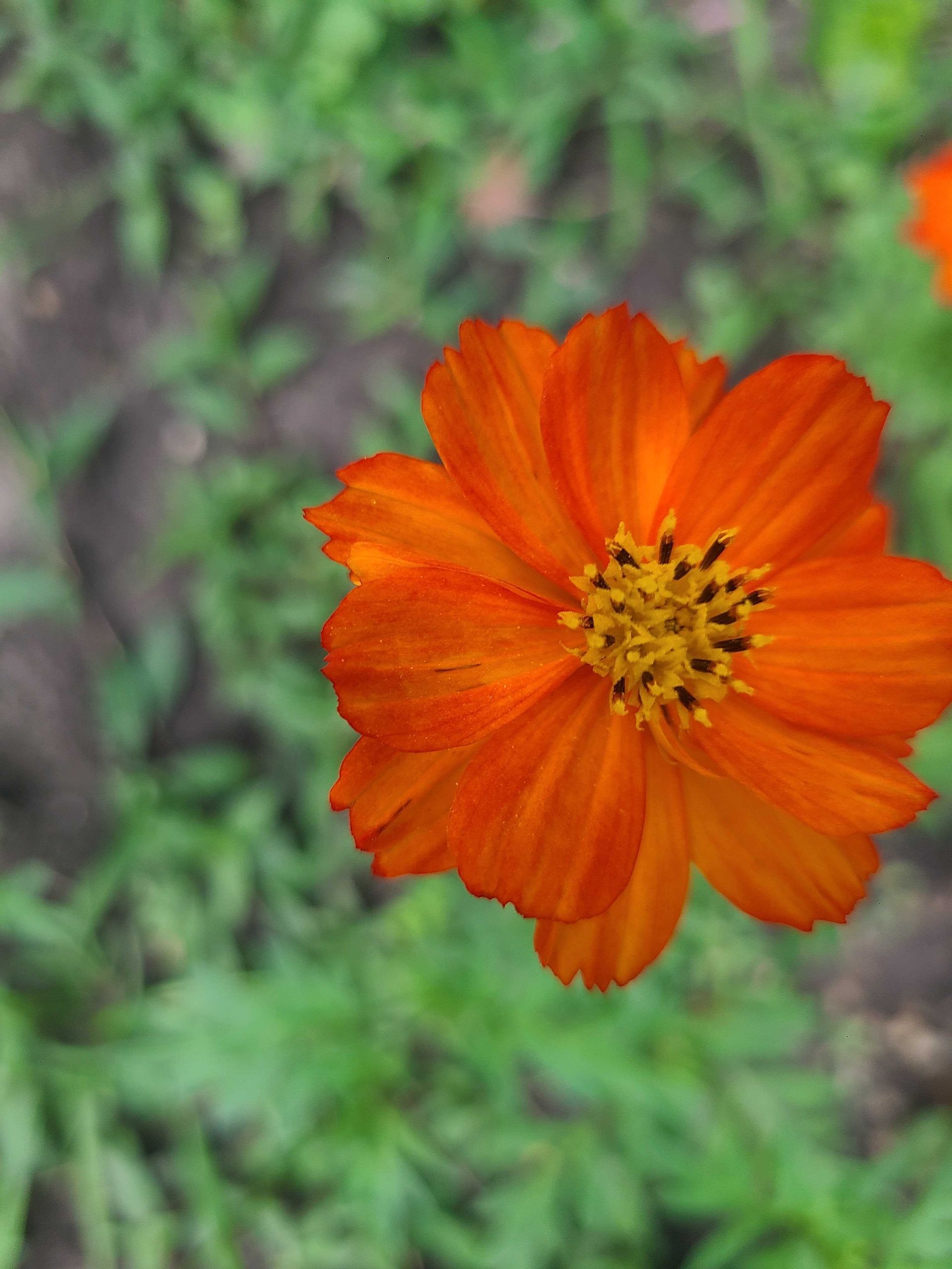 Orange cosmos flower with a yellow center against a blurred green garden background