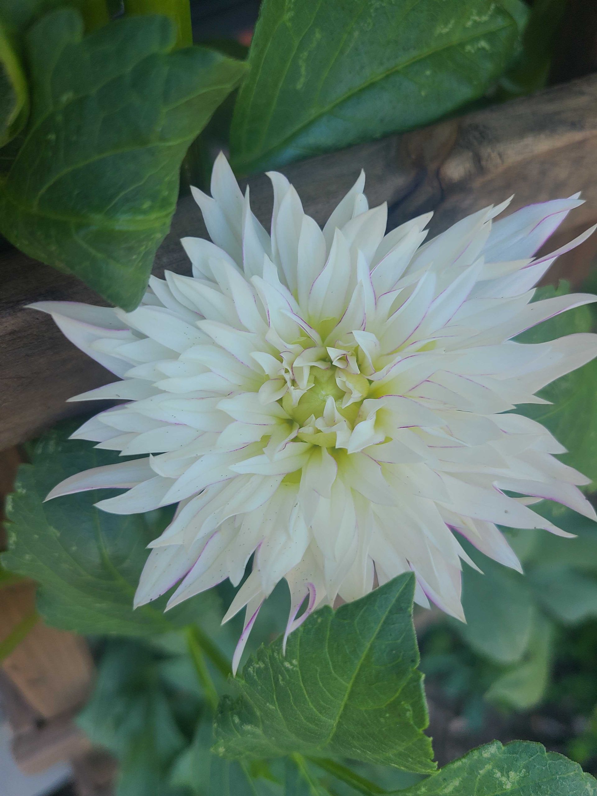 White dahlia flower with many petals surrounded by green leaves