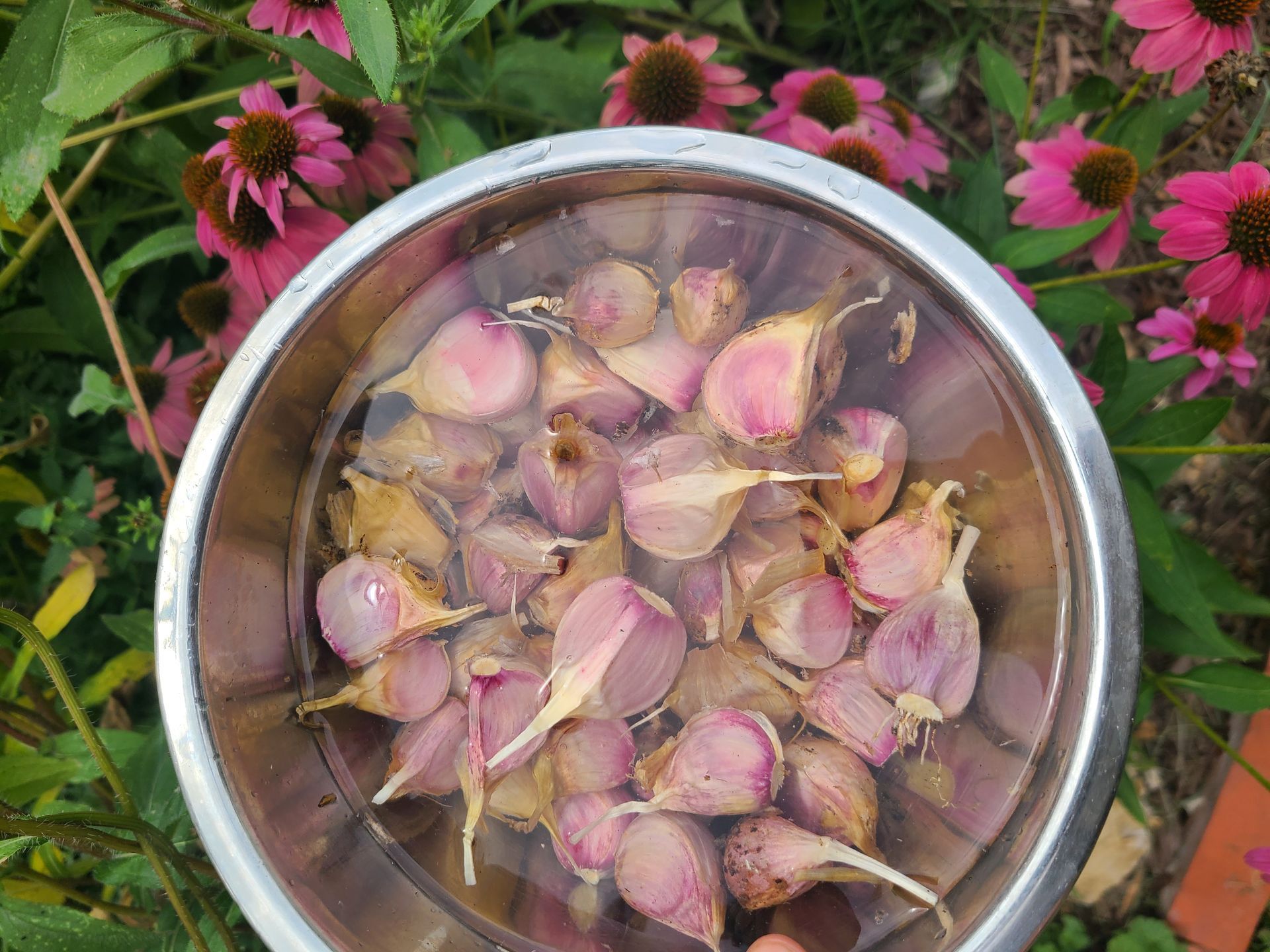 Bowl of garlic bulbs soaking in water, surrounded by pink blossoms on grass