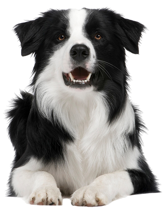 A black and white dog laying down with its mouth open