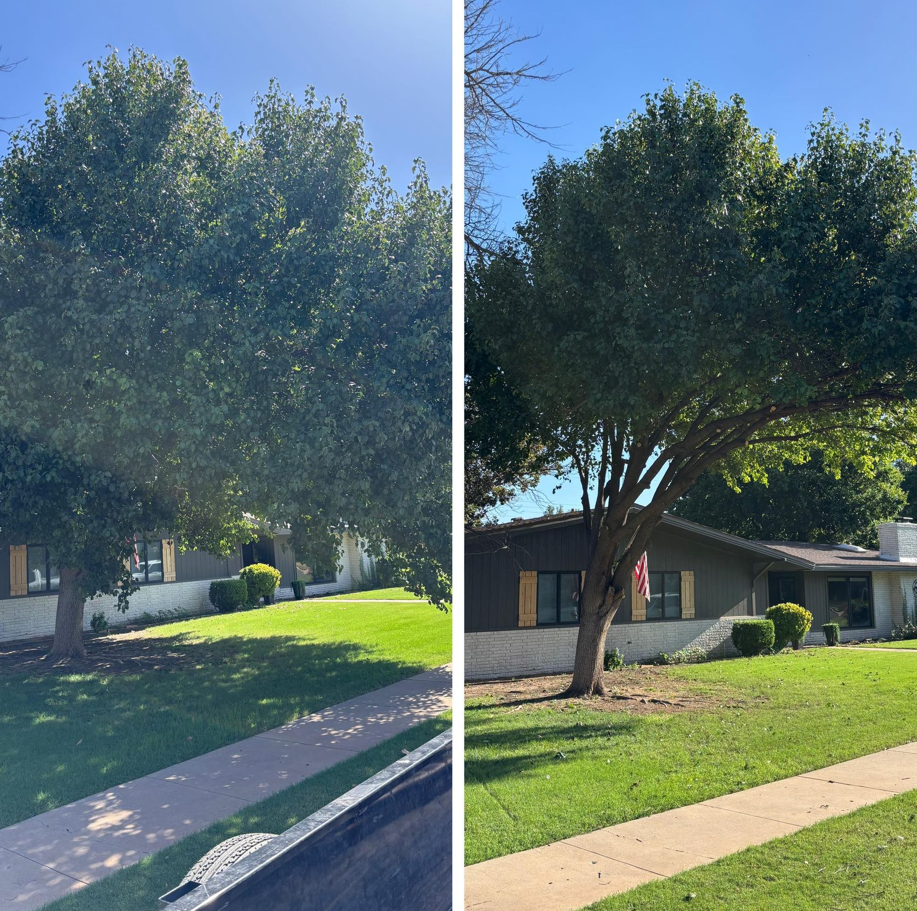 Two side-by-side photos of a tree, before and after trimming, in front of a house.