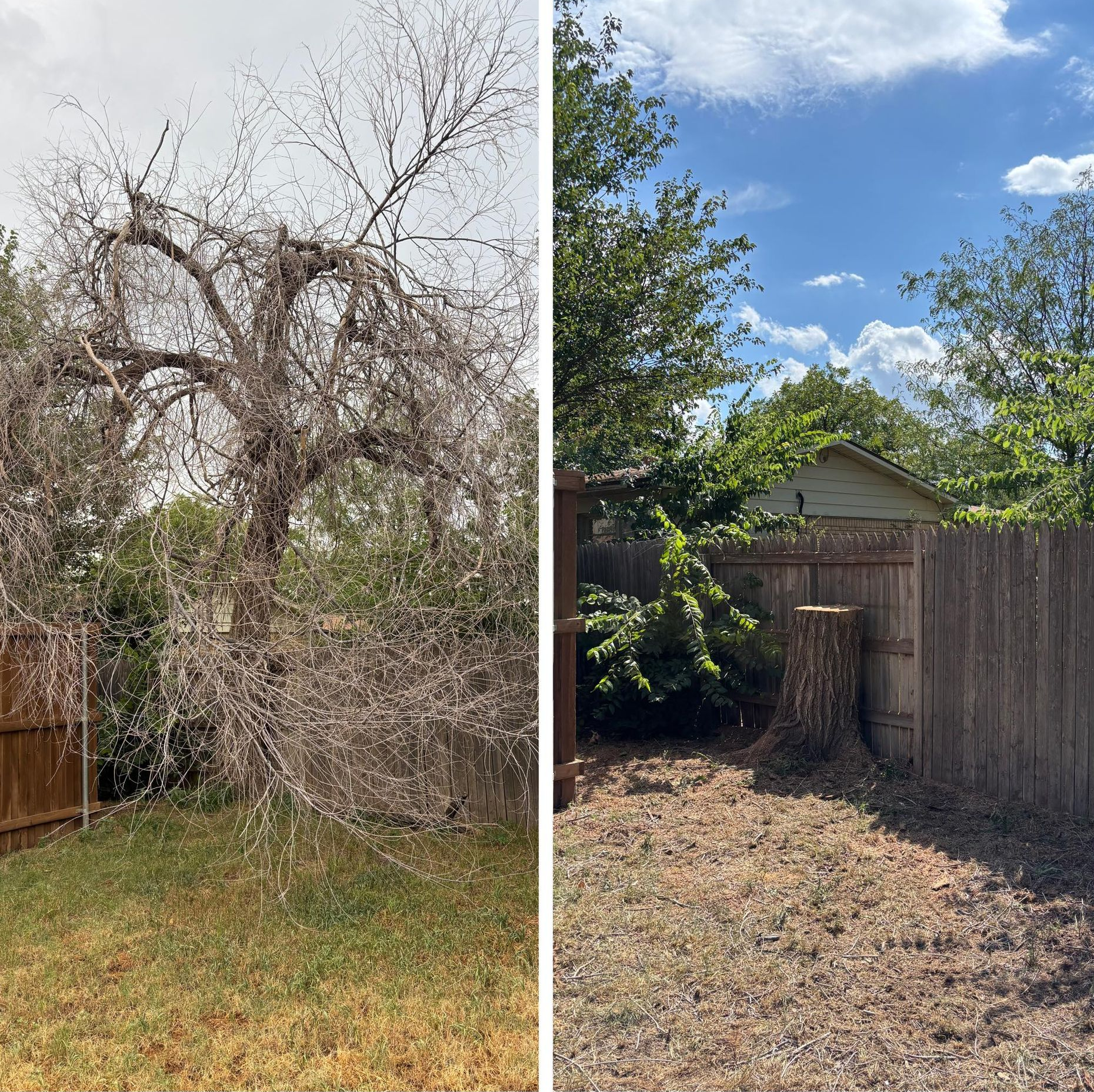 Before and after of a tree removal: dead tree in yard, then stump and debris in yard with blue sky.