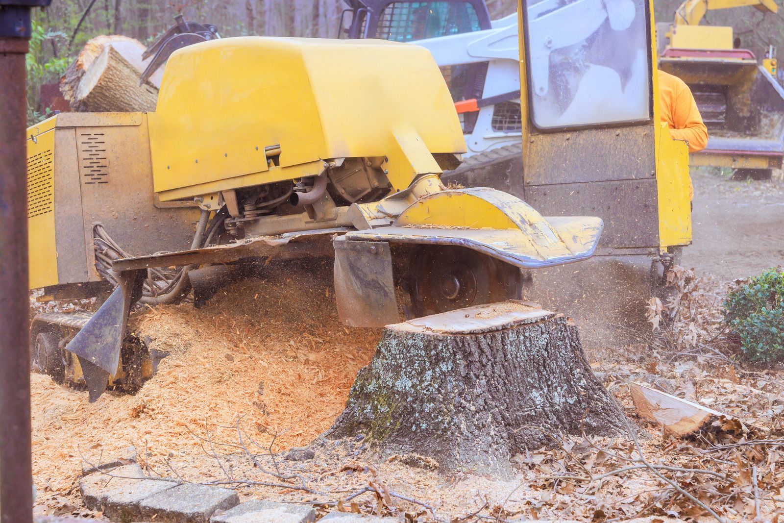 Yellow stump grinder pulverizing a tree stump, spraying wood chips. A person in orange stands nearby.