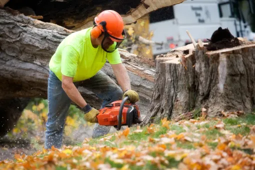 Arborist cuts fallen tree with chainsaw, wearing protective gear, in a yard with leaves.