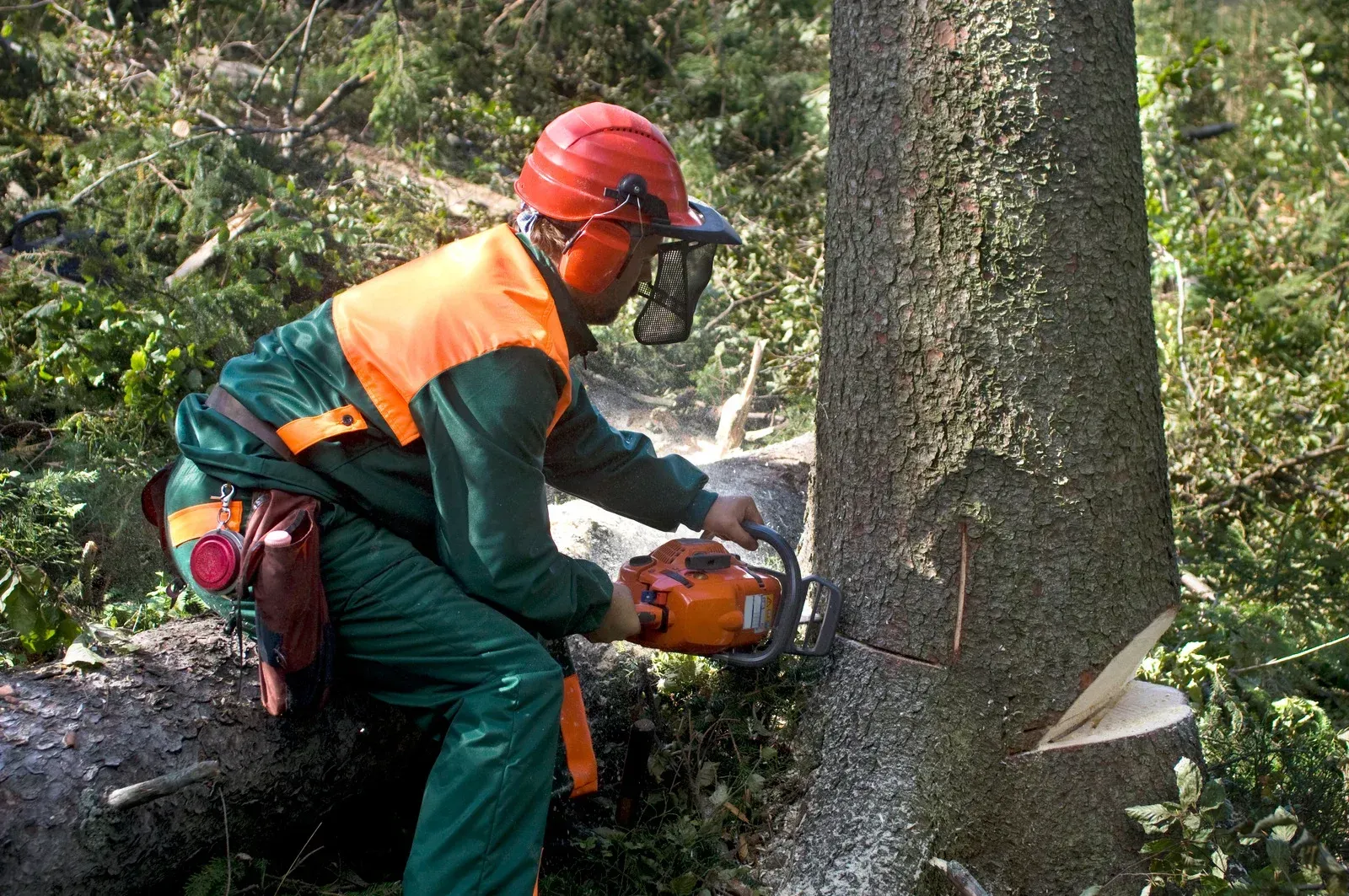 Lumberjack using a chainsaw, cutting a tree trunk in a forest. Wearing protective gear; orange vest and helmet.