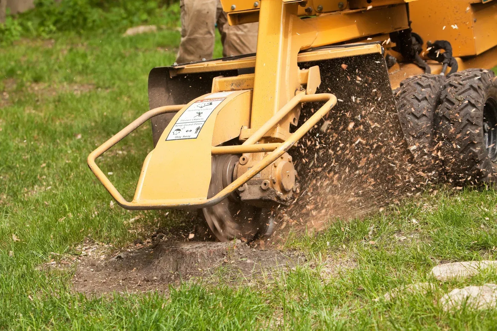 Yellow stump grinder grinding a tree stump in a grassy area, creating wood chips.