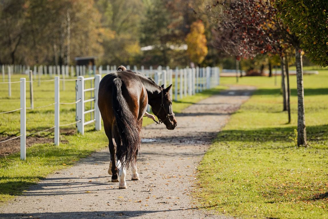 Die Reitanlage