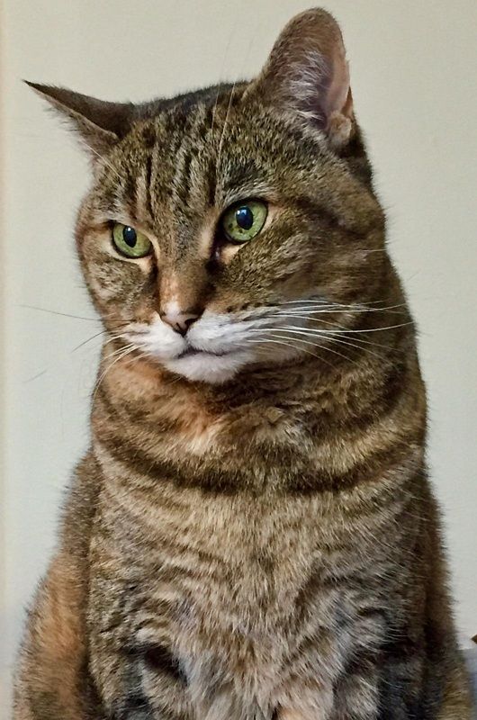 A brown tabby cat with green eyes looks slightly to the left against a plain, light-colored background.