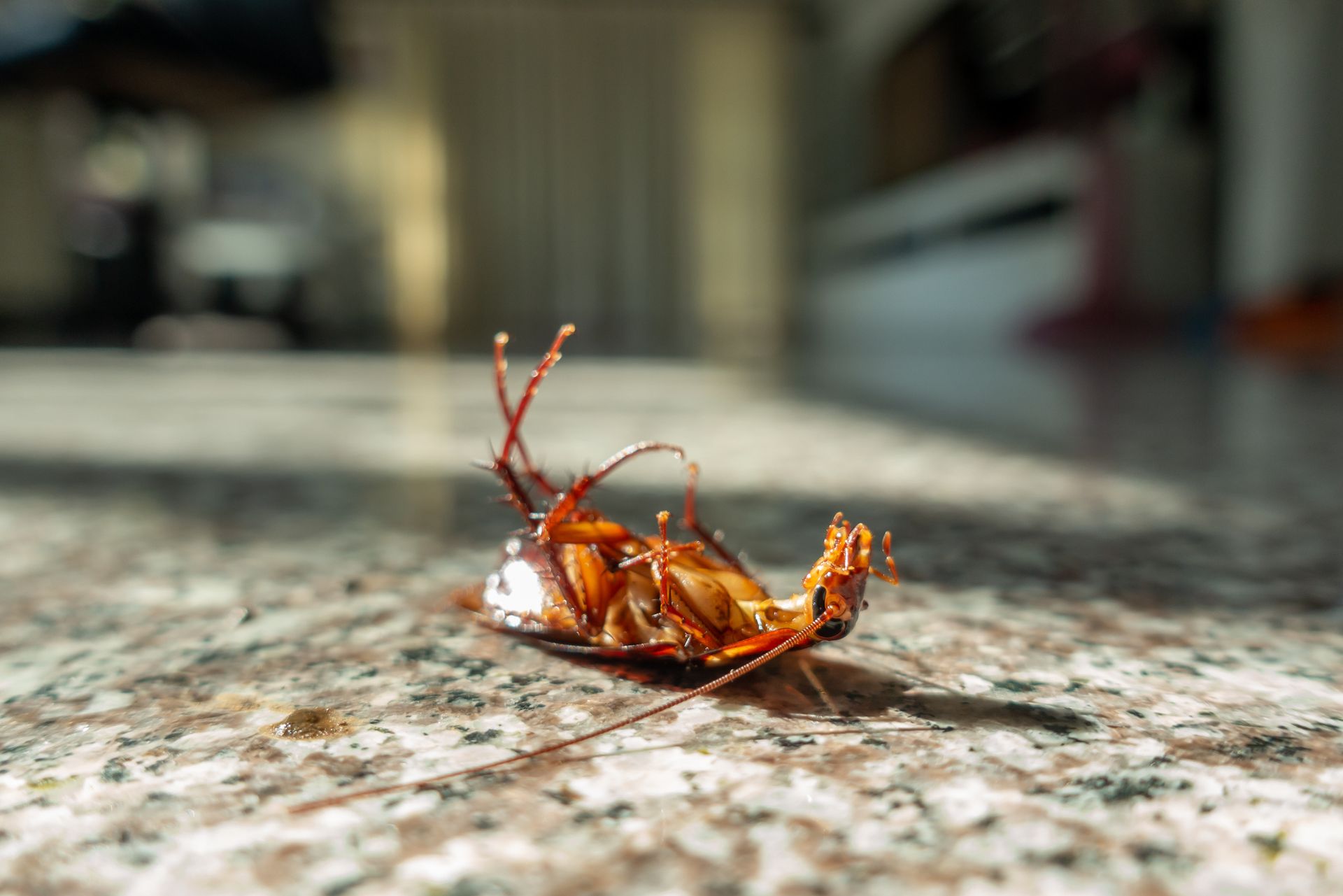 Cockroaches Pest Control Services Virginia Beach, Chesapeake VA ...
