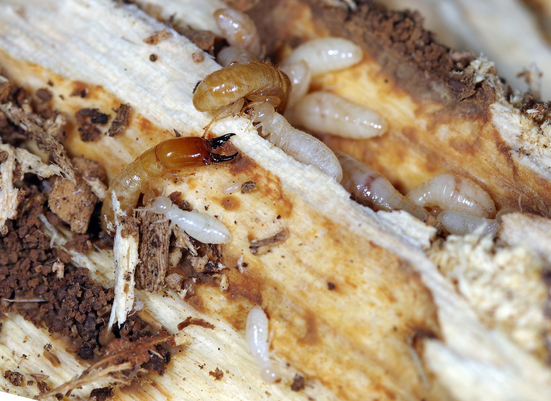 Local Termite Control Newport News VA
