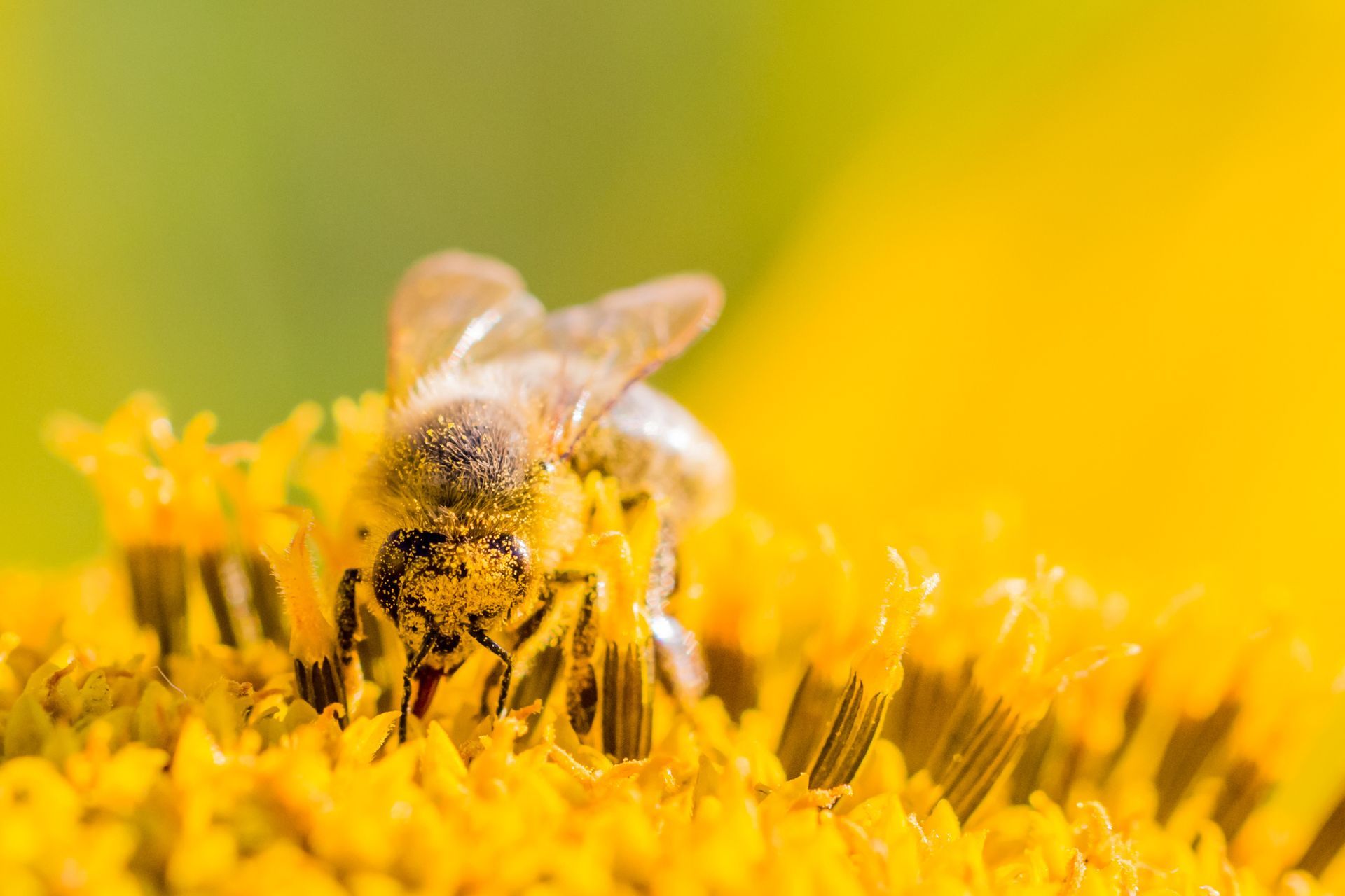 Safe Wasp Management Hampton VA
