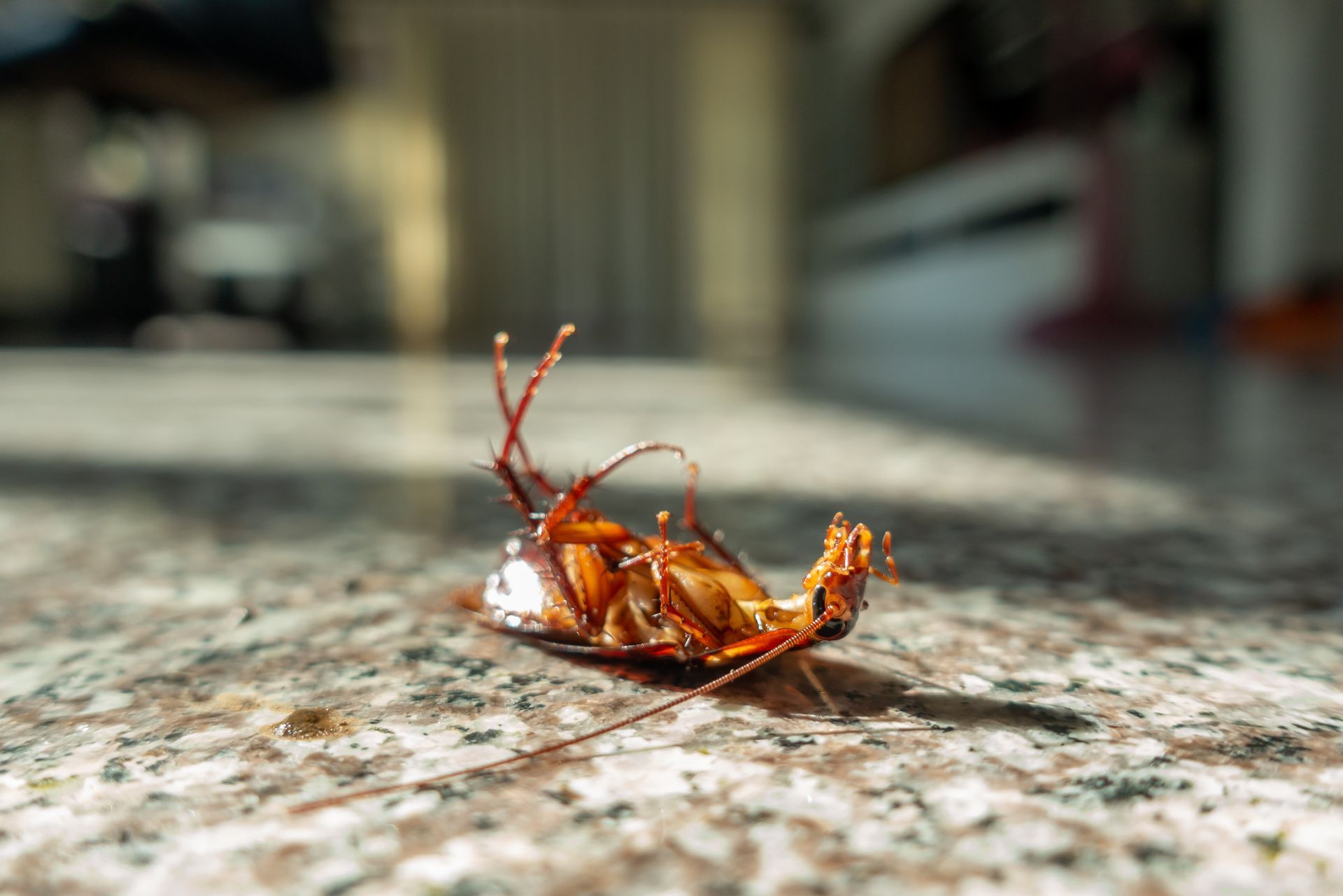Roach Control Services Chesapeake VA
