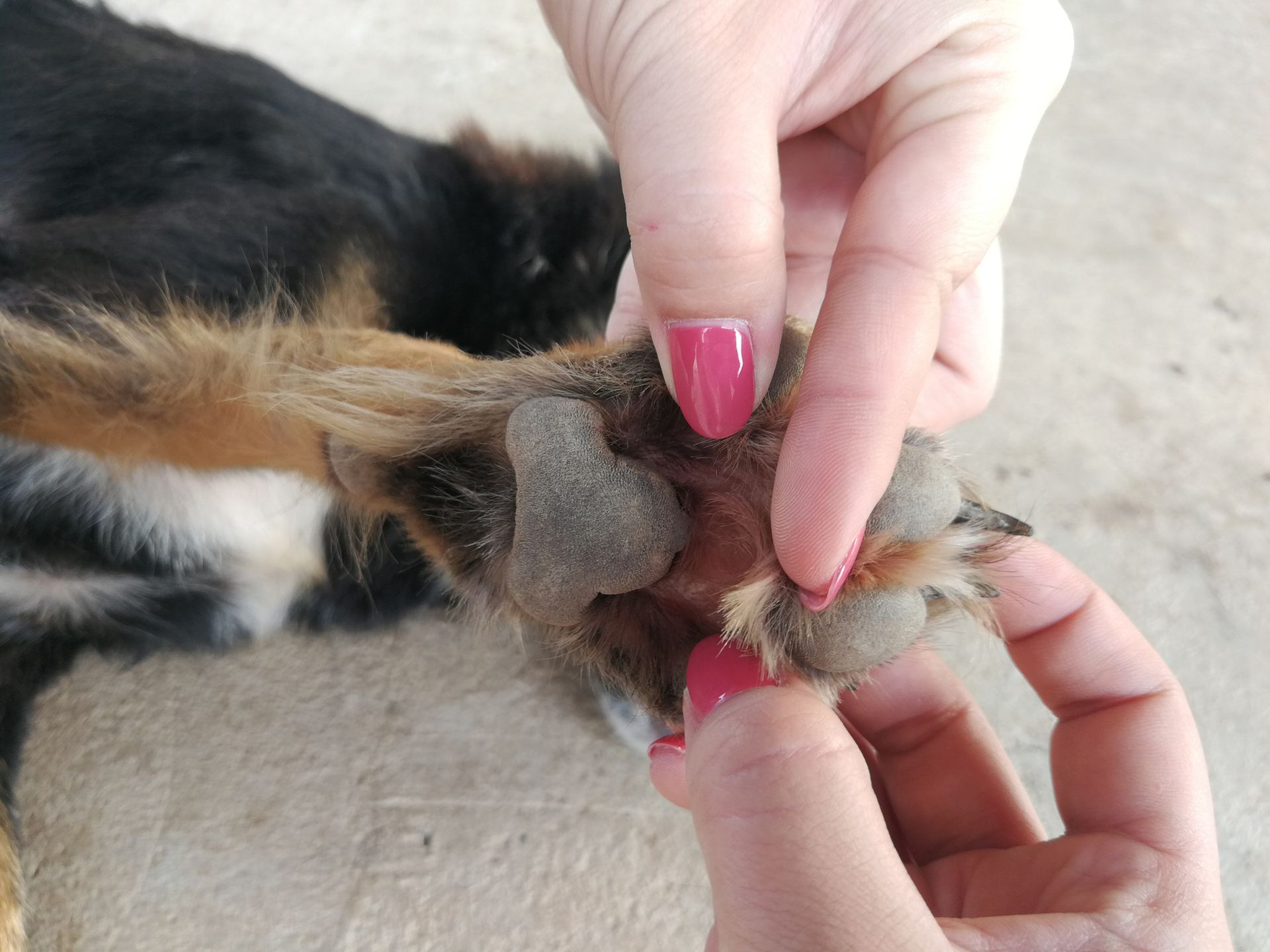Flea and Tick Control Services Chesapeake VA