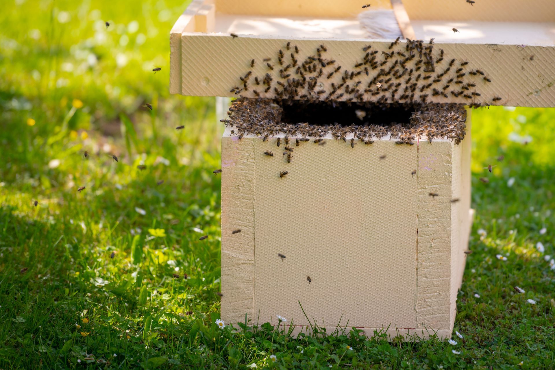 Bee Control Service Norfolk VA
